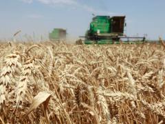 South Africa will need R1bn worth of wheat imports this year to make up for shortfalls triggered by drought conditions.