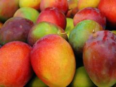 The mango crop in Hoedspruit is one of the latest casualties in SA’s ongoing fruit export woes.
