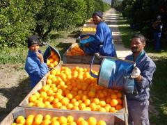 The South African industry exports about 600 000 tonnes of citrus to markets in Europe, with 400 000 tonnes of the fruit going to the Netherlands.