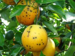 Citrus Black Spot is a fungal disease which affects citrus plants throughout subtropical climates, including South Africa.