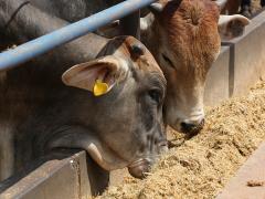 In KwaZulu Natal alone, more than 40 000 cattle have died due to serious drought conditions this year.