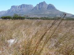 Western Cape farmers could potentially lose 50% of their crop yields during this season due to the drought conditions.