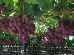 Red Globe grapes will be harvested in Namibia soon.