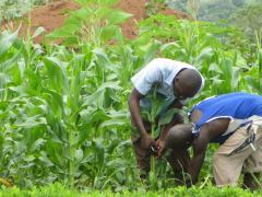 A maize field in Eastern Zambia.