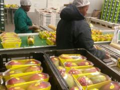 ZZ2 packers getting the mangoes ready for export.