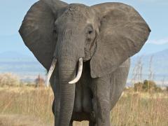 About 35 000 elephants are killed each year to support the illegal trade in ivory.