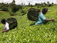 Tea farming in Kenya.