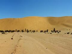 The Walvis Bay Power Plant will be built on Dune 7 in Walvis Bay.
