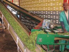 Workers in a tea factory in Rwanda’s Western Province.