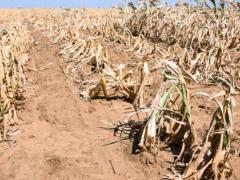 SA’s maize woes continue as it looks to import up to 50% of its requirements in the wake of the worst drought in decades.