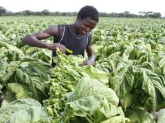 Zimbabwe is one of the major tobacco exporters in the world.