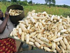 Zimbabwe’s maize crop has fallen woefully short of meeting local demands due to the ongoing drought plaguing the southern African region.