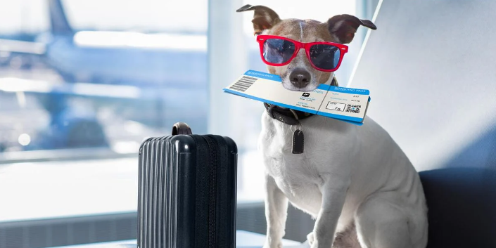 Handler Launches Exclusive Lounge Just for Unaccompanied Pets!