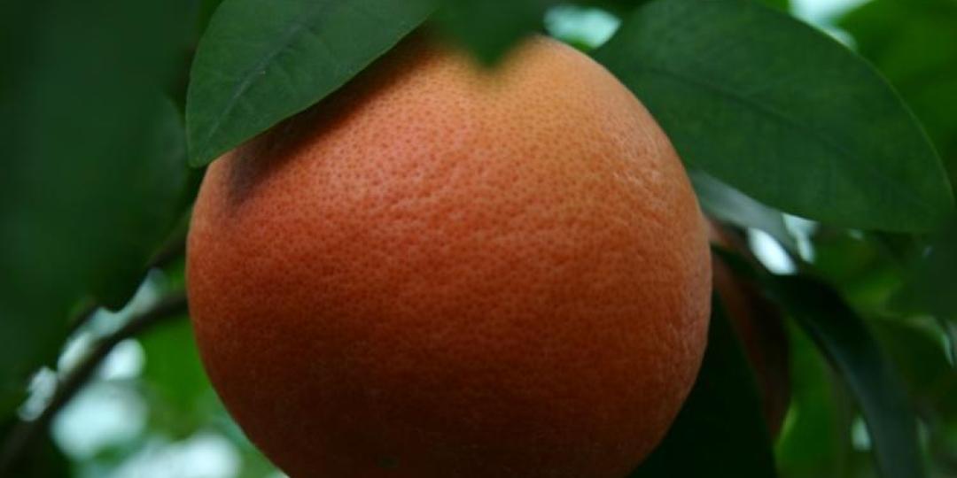 Star Ruby grapefruit is exported by Fruitone.