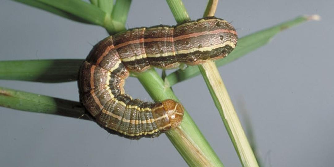 The fall army worm, which arrived in West Africa from the Americas early in 2016, spread south through Zambia and Zimbabwe before arriving South Africa last month.