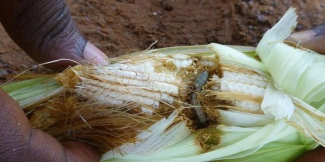 Only 10 out of the 54 African states and territories have not reported infestations of Fall Armyworm.