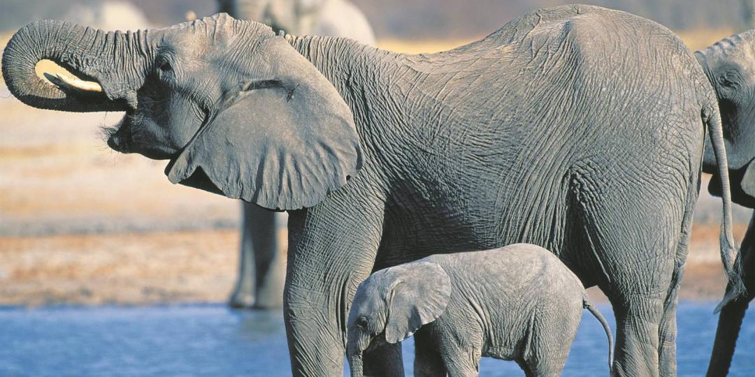 Over 200 Elephants have died in Zimbabwe's largest national park. 