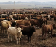 Stock theft a reality for farmers.