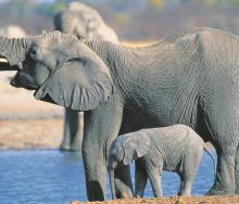 Over 200 Elephants have died in Zimbabwe's largest national park. 